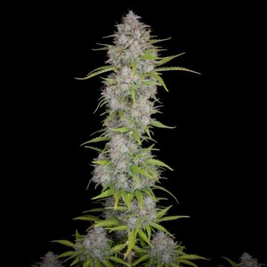420 rápido Buds naranja Sherbet Auto - feminizada