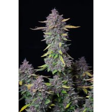 420 Buds Rápido Punch Purple Auto - feminizado