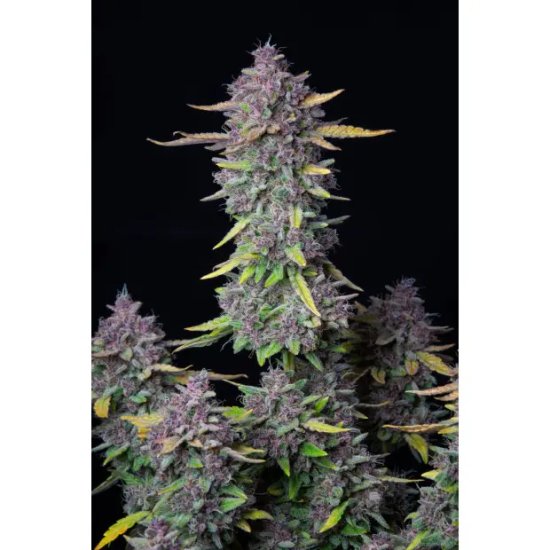420 Buds Rápido Punch Purple Auto - feminizado