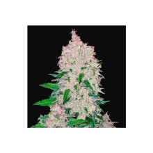 420 Fast Buds Stardawg auto - feminised