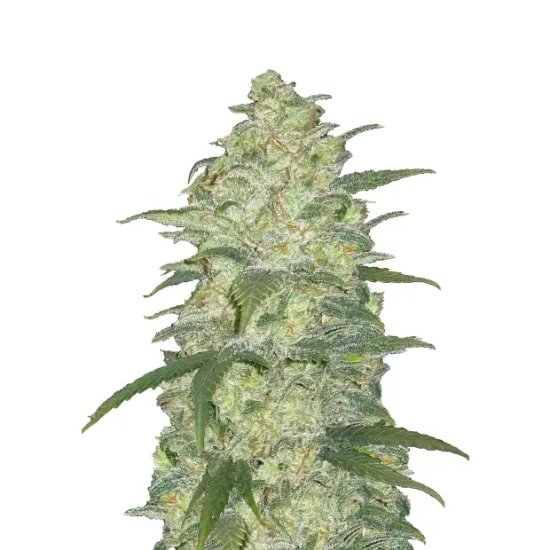 420 Fast Buds White Widow Auto - féminisé