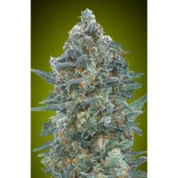 Advanced Seeds Auto Critical Lemon CBD - feminised