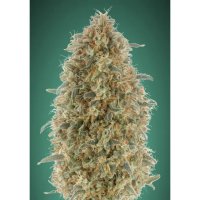 Advanced Seeds Gorilla Blue - feminised