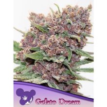 Anesia Semillas Gelato Dream - feminizada