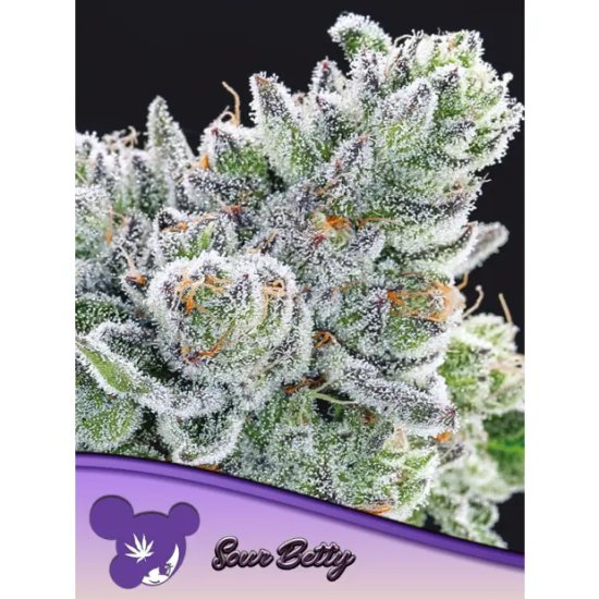 Anesia Seeds Agridulce Betty - feminizada