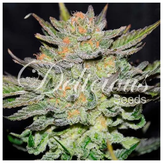 Deliciosas Semillas Auto Blue Ace CBD - feminizadas