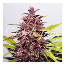 Delicious Seeds Auto Dark Purple - feminine