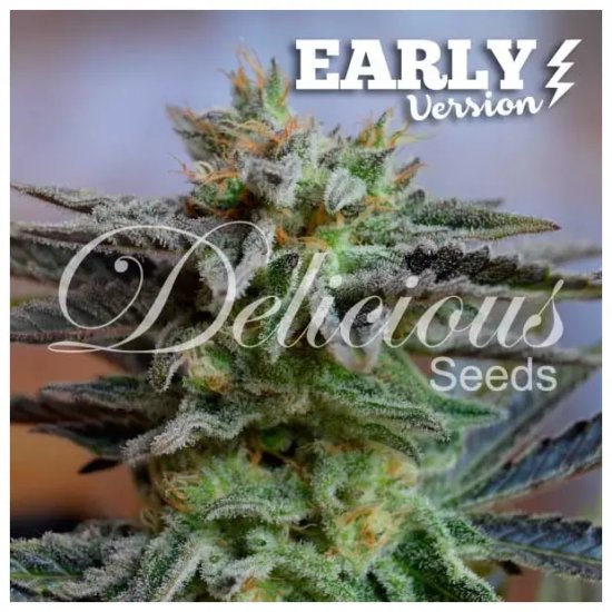 Delicious Seeds Sugar Black Rose Version précoce - féminisée