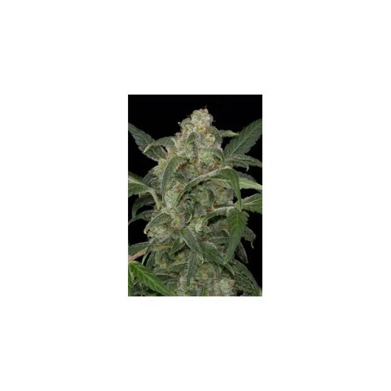 Dinafem Haze auto - feminizada