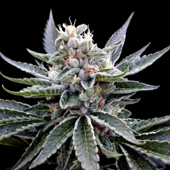 DNA Genetics Florida Gold - féminisé