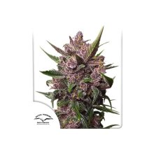 Dutch Passion Auto Blackberry Kush - feminizada