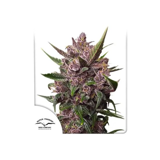 Dutch Passion Auto Blackberry Kush - feminizada