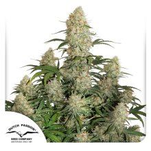 Dutch Passion Auto Critical Orange Punch - feminizada