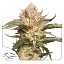 Dutch Passion Auto Trichome & Cream - féminisé