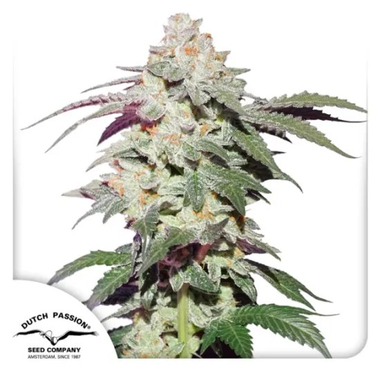 Pasión holandesa Skywalker Haze - feminizada