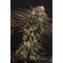 Exotic Seed Purple Shot - feminizada