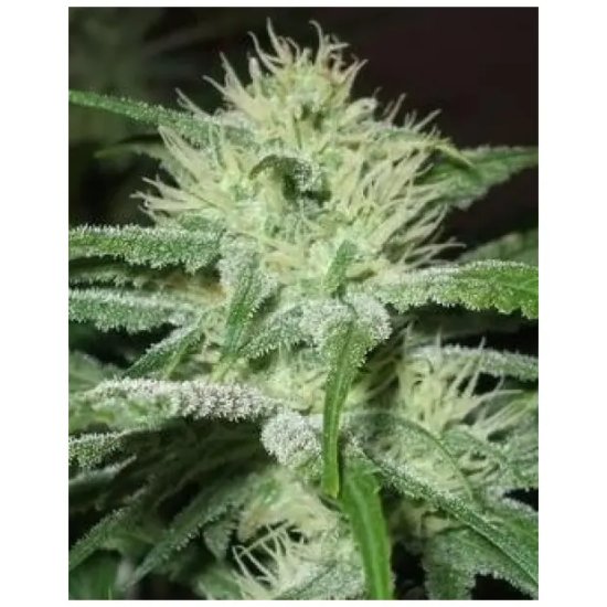 Female Seeds Auto Speed Bud - feminizada
