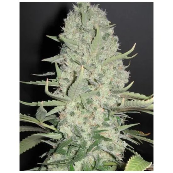 Semences femelles Wwxbb (White Widow X Big Bud) - féminisée