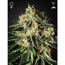 Green House Semillas GH Queso - feminizada