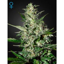 Green House Semillas Super Critical Auto - feminizada