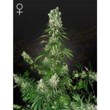 Graines de Green House White Strawberry Skunk - féminisé