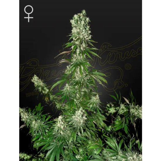 Graines de Green House White Strawberry Skunk - féminisé