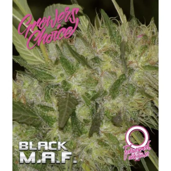 Choix des cultivateurs Noir M.A.F. - féminisé