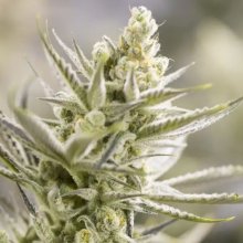 Choix des cultivateurs Interdit Runtz - féminisé