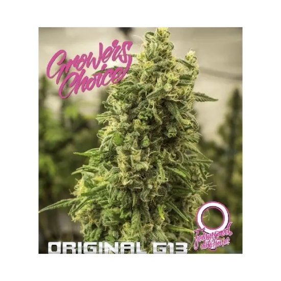 Growers Choice Original G13 Auto - féminisé