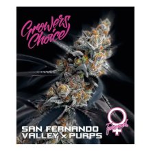 Choix des cultivateurs Vallée de San Fernando X Purps - féminisé