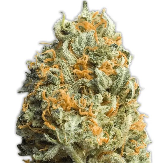 Heavyweight Seeds Fully Loaded Auto - Feminised