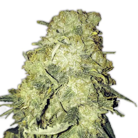 Heavyweight Seeds Gold Mine - Feminised