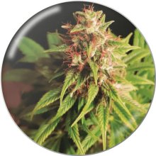 Semillas Médicas Cruz Roja CBD - feminizadas