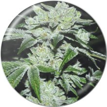 Graines Médicales Glue Sour - féminisée