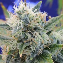 Original Sensible Girl Scout Cookies - feminizada