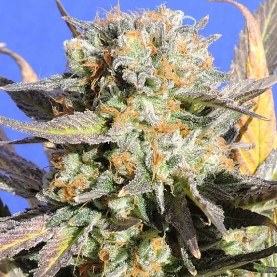 Original Sensible Grandaddy Negro - feminizada