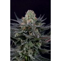 Paradise Seeds Autoamba - feminised