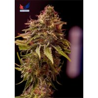 Positronics CBD+ Autoamelice - feminizada