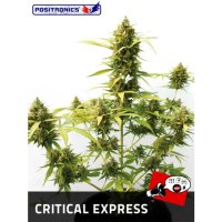 Positronics Critical#47 Auto - feminizada