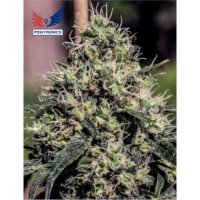 Positronics Lemon Trip - feminizada