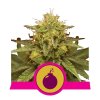 Ripper Seeds Acid Dough - feminised