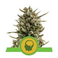 Royal Queen Seeds Amnesia Haze Auto - feminizada