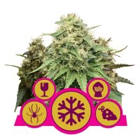 Royal Queen Seeds Feminizada Mix - feminizada