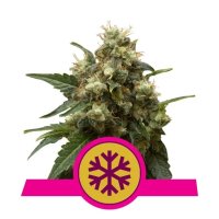 Royal Queen Seeds Hielo - feminizado
