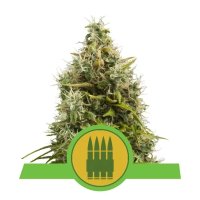 Royal Queen Seeds Royal AK Auto - feminizada