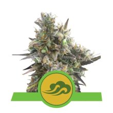 Royal Queen Seeds Royal Bluematic Auto - feminizada