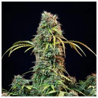 Royal Queen Seeds Royal CBDV Auto - feminizada