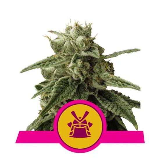 Royal Queen Seeds Shogun - feminizada