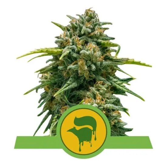 Royal Queen Seeds Sweet Skunk Auto - feminined