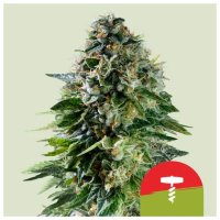 Royal Queen Seeds Tyson Sacacorchos Auto - feminizada